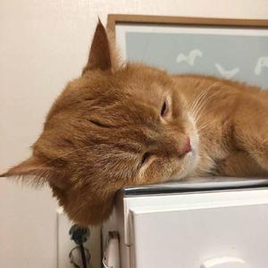 斗罗大陆黄批网站
